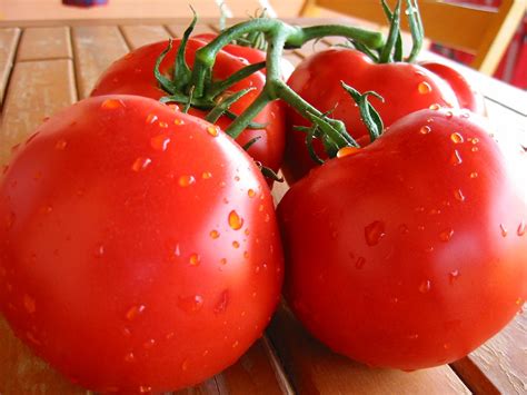 Fresh Tomatoes 3 Free Photo Download Freeimages