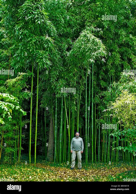 The Fast Growing Bamboo Phyllostachys Viridiglaucescens With Human