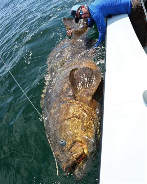 Video Caught A Monster Grouper That Weighed More Than The Boat Terez Owens Sports Gossip