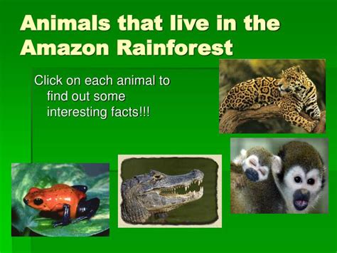 Ppt The Amazon Rainforest By Karen Marshall Powerpoint