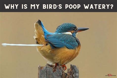 Why Is My Birds Poop Watery Clever Pet Owners