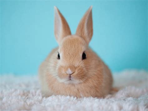 Through nationwide, most plans for rabbits start at about $10 per month but vary depending on the insurance plan that you select and your rabbit's health needs. The cost of a rabbit - Goddard Veterinary Group