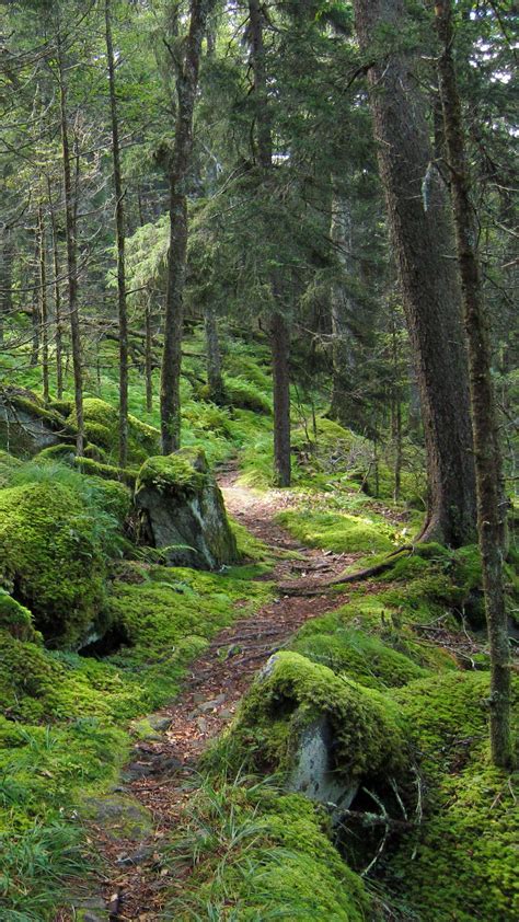 Download Wallpaper 1440x2560 Forest Path Trees Moss Qhd Samsung