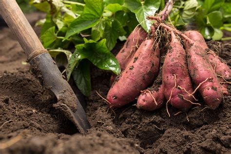 How To Grow And Care For Sweet Potato Plants Horticulture