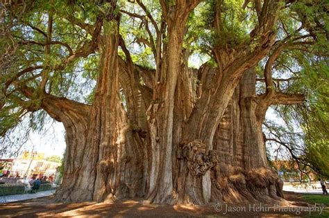Natural Wonders The Strangest Trees Around The World