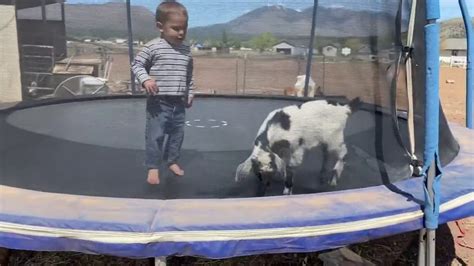 So Cute Baby Goats And Kids On Trampoline Youtube