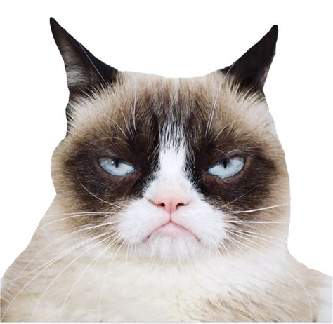 Grumpy Cat Png Images Transparent Free Download Pngma