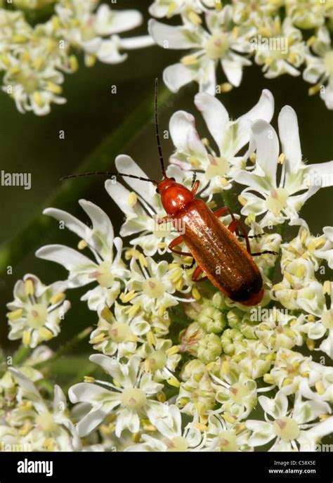 Common Red Soldier Beetle Rhagonycha Fulva Cantharidae On Hogweed