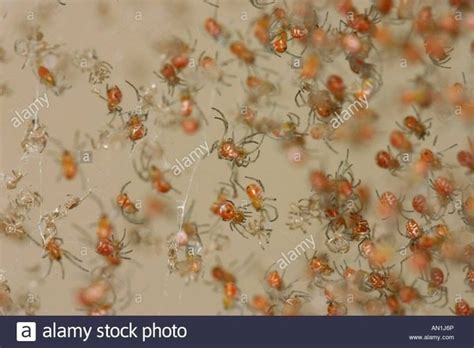 The spiderlings and juvenile widows are harmless. What do baby black widow spiders look like? - Quora
