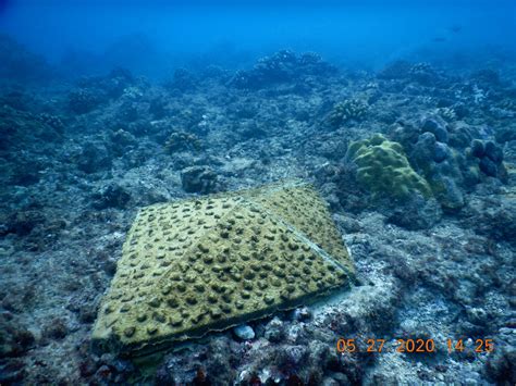 Coral Reefs Hawai‘i Coral Restoration Nursery