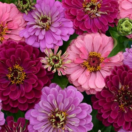 Our art deco style lighting section features replica designs suitable for any 1920's or art deco themed home. ZINNIA ART DECO SEEDS | New & Featured Flowers