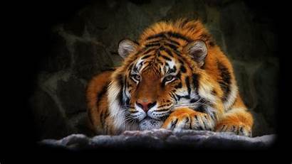 Wild Cat Tiger Wallpapers Background
