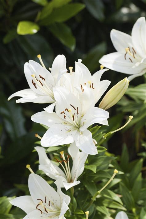 Trumpet Lily Plant Care - Information About Trumpet Lilies ...