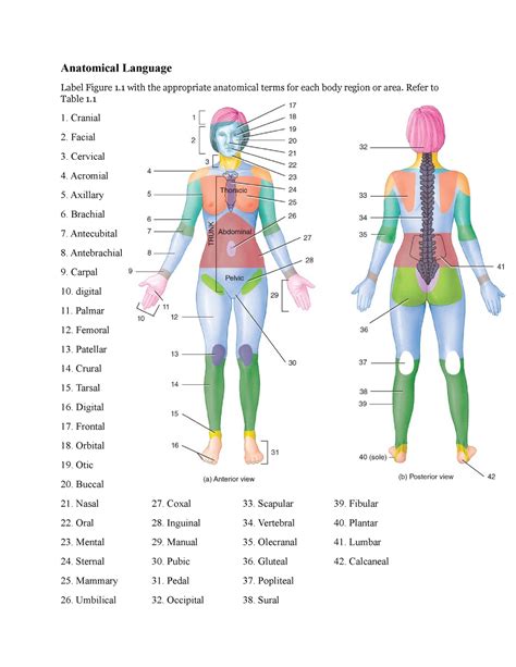 Anatomy And Physiology Labeling Practice Printable Worksheets
