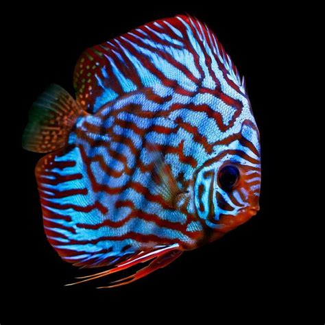 The #1 free pet classifieds site to buy, sell and rehome discus fish and other fish near me. Tropical Fish and Freshwater Fish for Sale in Baton Rouge ...