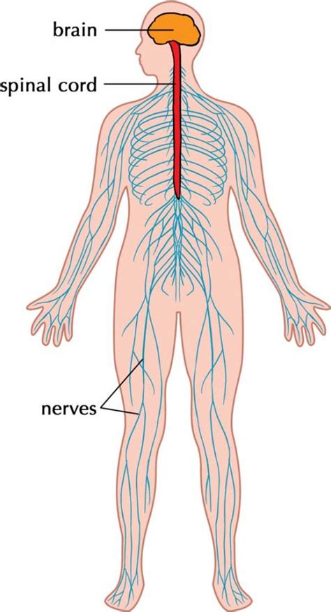 Nervous System Function Structure Facts Science4Fun