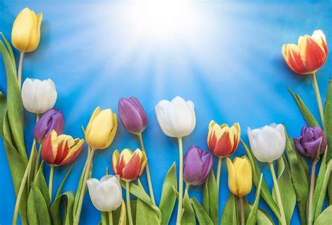 Free Images Tulip Nature Flower Easter Flora Bright Floral