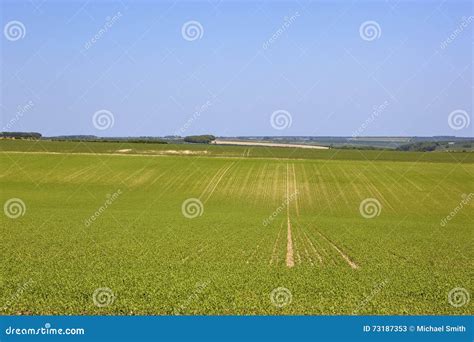 Scenic Farmland Stock Image Image Of Green Yorkshire 73187353