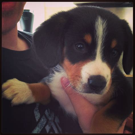 My New Pup An Entlebucher Mountain Dog Called Rooney Isnt He The
