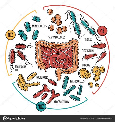 Infografia Vetorial Da Microbiota Intestinal Humana Imagem Vetorial De