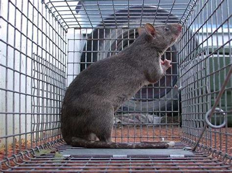 Gambian Giant Pouched Rat Climate Adaptation Explorer