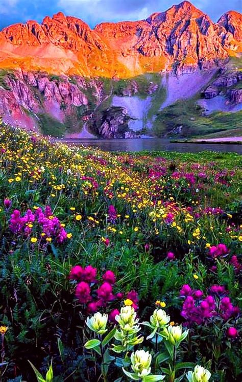 Beautiful Flower Scenery Pictures