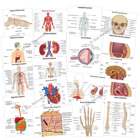 Anatomy And Physiology Flash Cards Printable Freeprintable Me My Xxx