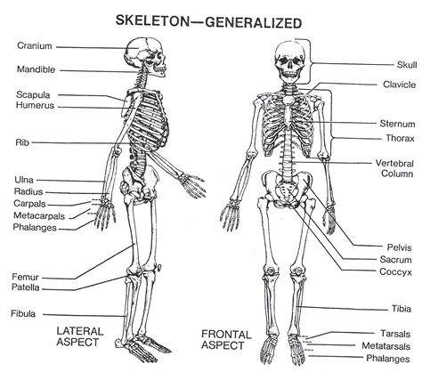 A diagram of the human skeleton showing bone and cartilage. Skeletal System | Skeletal system, Human body anatomy ...