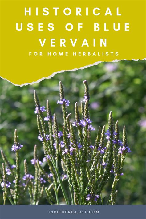 Blue Vervain Uses For Home Herbalists Indie Herbalist