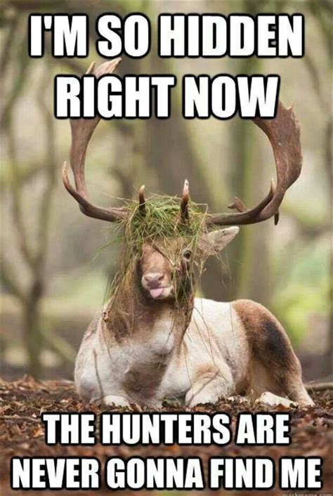 They Surely Arent Lol Funny Deer Cute Animals Funny Animal Pictures