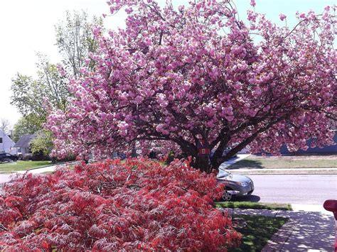 My Beautiful Cherry Blossom Tree Cherry Blossom Tree Blossom Trees