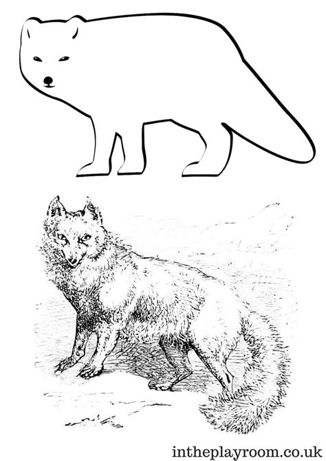 Arctic Animals Colouring Pages In The Playroom