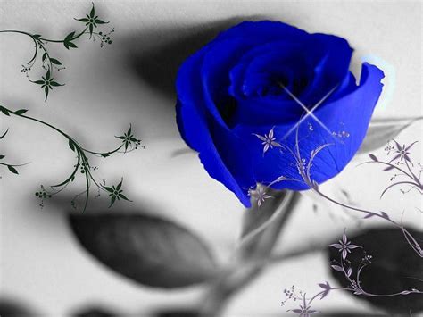 Blue Rose Flower Hd Images Free