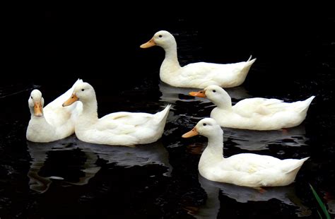 Five White Ducks On The Body Of Water During Daytime Aylesbury Hd