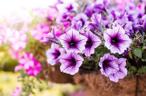 How To Grow And Care For Petunias Uk