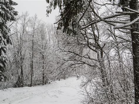 Free Photo A Beautiful Winter In Woods Beautiful Branches Cold