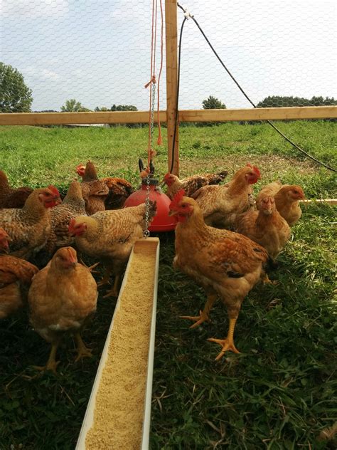 Pasture Raised Organic Chicken Fiddle Foot Farm