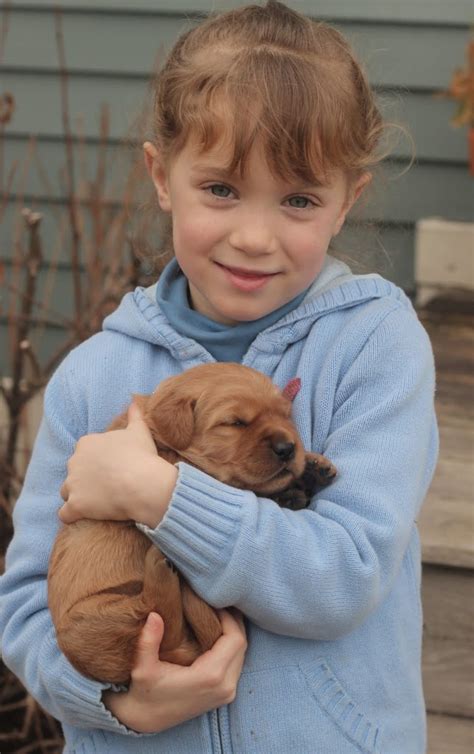 Find golden retriever puppies near you at lancaster puppies. AKC Golden Retriever Puppies For Sale From Ebeneezer ...