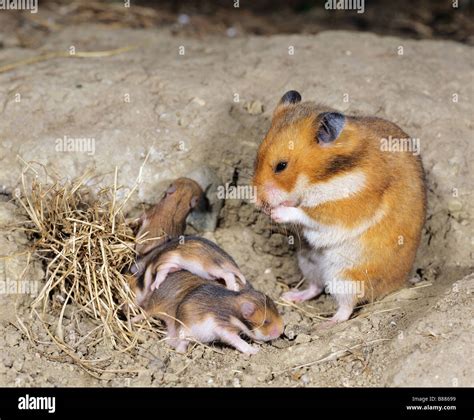 Golden Hamster With Cubs Mesocricetus Auratus Stock Photo Alamy