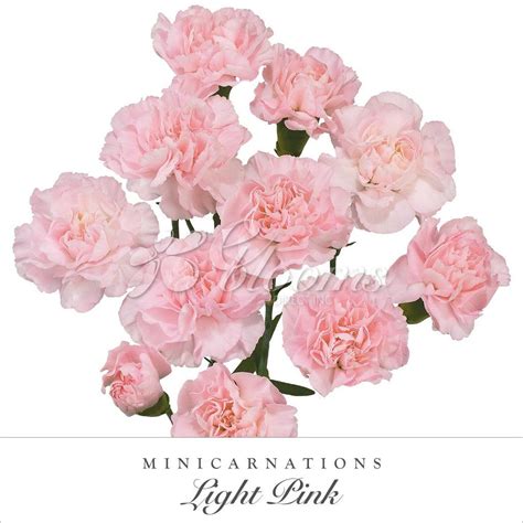 Light Pink Flowers Blush Flowers Bridal Flowers Classic Wedding