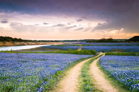 A Trail In The Middle Of Bluebonnet Field Texas Wildflower River