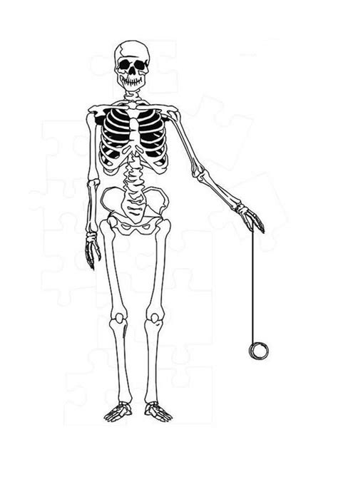 Human Anatomy Skeleton Coloring Pages Bulk Color Coloring Pages To
