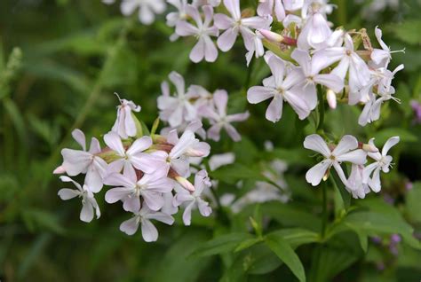 Soapwort Plant Care And Growing Guide