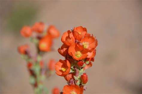 Park Flower Utah Orange Flower Park Flower Utah Orangeflower