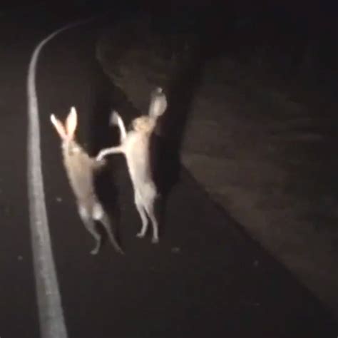 Ntd Australia Two Jackrabbits Fighting On Side Of Road Facebook