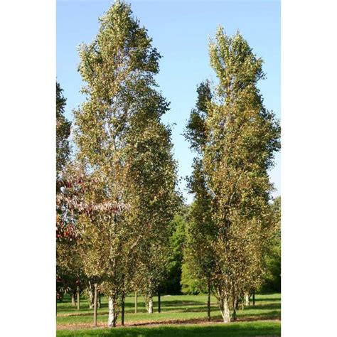 Betula Pendula Fastigiata Northern Irelands Specialist Tree Nursery