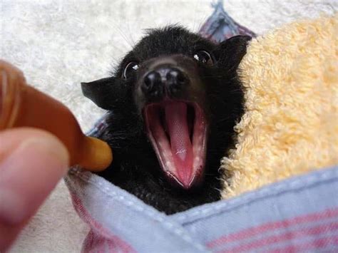 Bats Queensland Rescues Tiny Animals And Shares Adorable Bat Photos