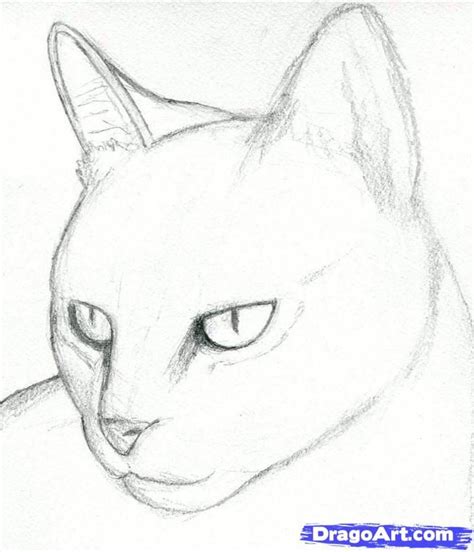 Cat Drawings Pencil How To Draw A Cat Head Draw A Realistic Cat Step