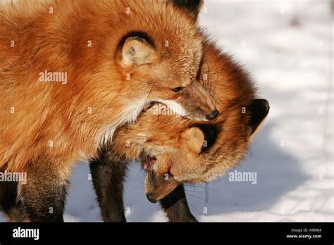 Two Male Red Foxes Fighting Over A Territorial Dispute Stock Photo Alamy