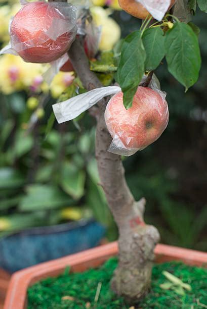 Miniature Apple Tree Stock Photos Pictures And Royalty Free Images Istock